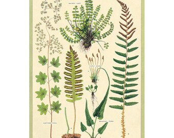 Green Fern Nature Girl Print Poster