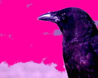 Crow in the Pink 11 x 14 Lustre  archival print