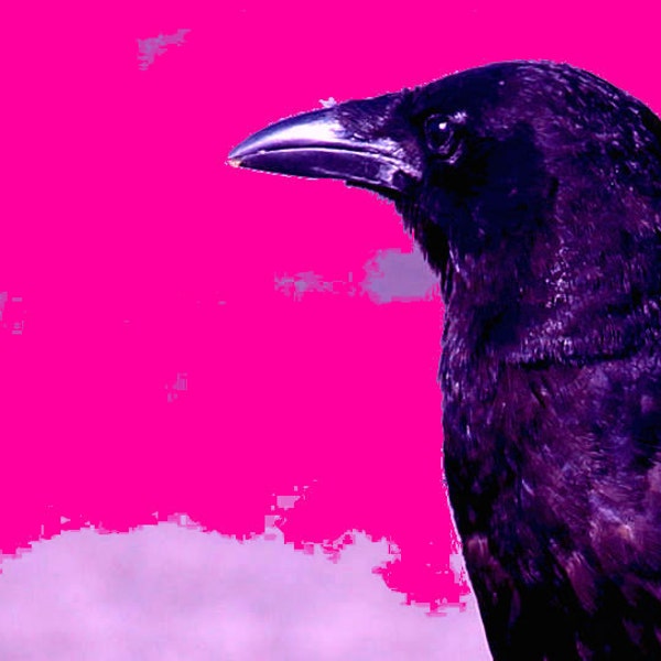 Crow in the Pink 11 x 14 Lustre  archival print