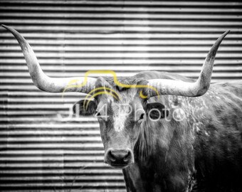 Texas Longhorn Steer - Professional Photograph