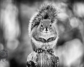 Majestic Squirrel – Black and White or Color Wildlife Photography Print