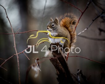 Cute Lil Squirrel Print