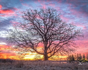 Minnesota Sunrise - Solo Tree - Carver Park