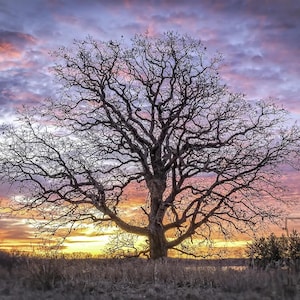 May include: A large, leafless deciduous tree with intricate, sprawling branches stands centered against a vibrant sunset sky featuring hues of orange, yellow, purple, and blue. The foreground consists of dry, brown grasses and low-lying vegetation.