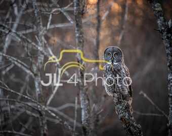 Great Grey Owl - - Sunset Print