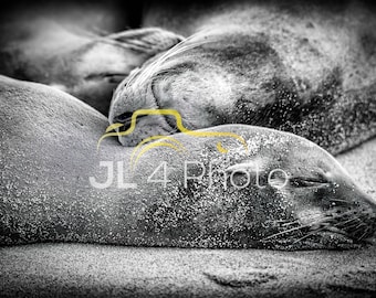 Cute Sleeping Sea Lion Professional Print - Color or Black and White