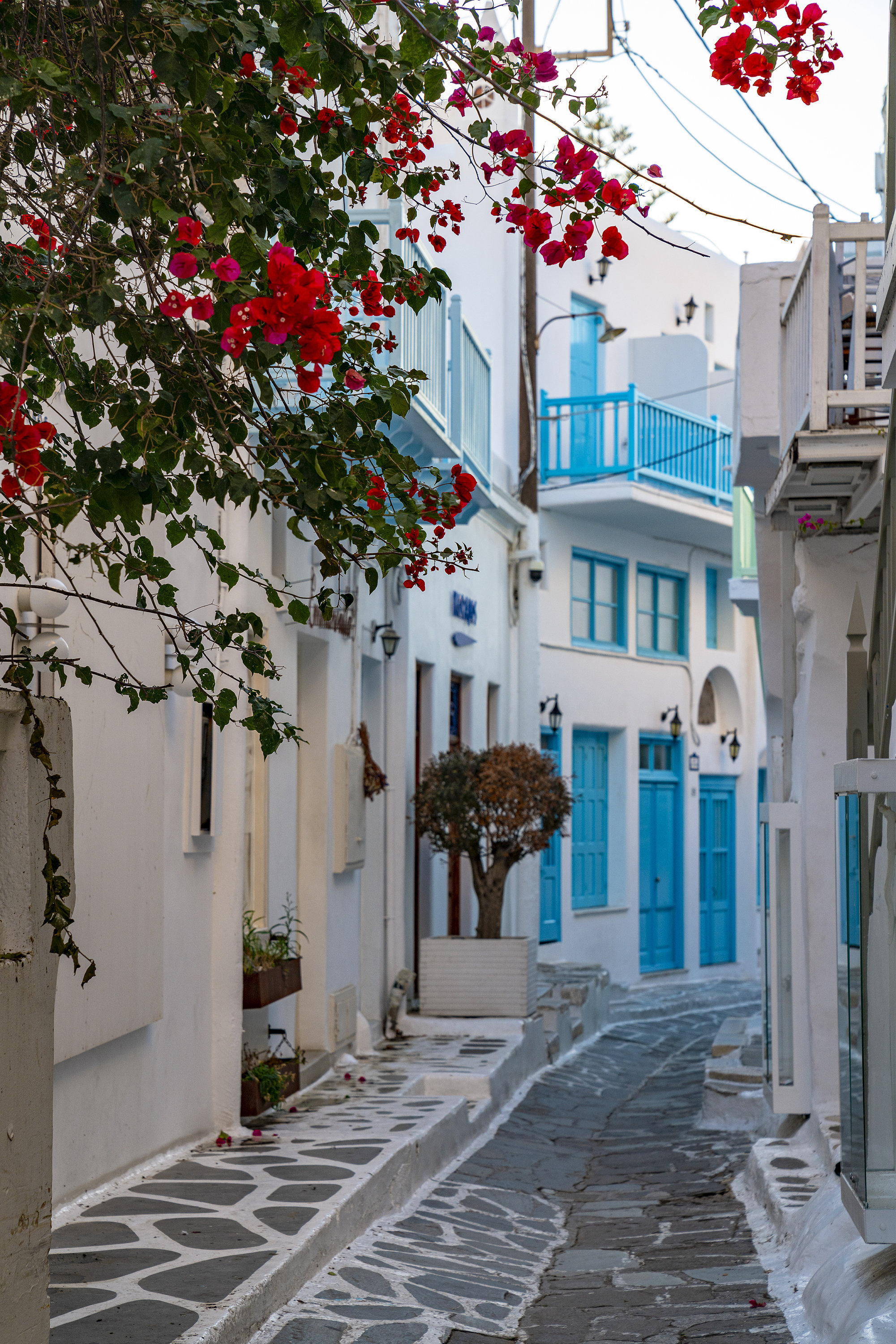 ミコノス島のストリート写真プリント：赤い花、青いアクセント - Etsy 日本