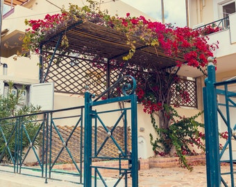 Red Flower Vines - Greek Islands - Garden - Landscape Photography - Santorini - Mykonos - Chios - Mediterranean Sea - Fine Art