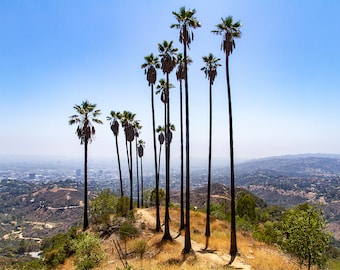 Hiking in Paradise Landscape Color - Los Angeles - California - Palm Trees - Photography - Cityscape - Hollywood - Large Format
