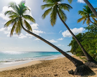 Palm Trees of Martinique - French Caribbean - Landscape Photography - Beach - Ocean - Sand - Sun Flare - Fine Art - Large Format