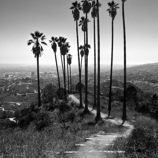 Wandelen in Paradise - Los Angeles - Californië - Palmbomen - Landschapsfotografie - Stadsgezicht - Zwart-wit - Beeldende Kunst - Groot Formaat