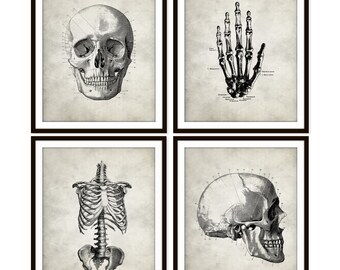 Vintage Anatomy Art Print Skull, Rib Cage, Hand Skeletal, Bone, Human Anatomy Set of Four 5x7, 8X10, 11x14 Medical Science Doctor Wall Decor