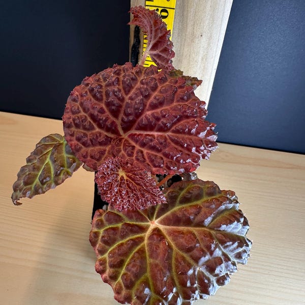 Begonia Black Mountain (Baik x Dracopelta) Live Plant