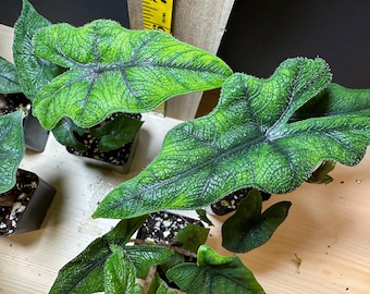 Anthurium (SKG Silver X Red Crystallinum) X Anthurium Dorayaki