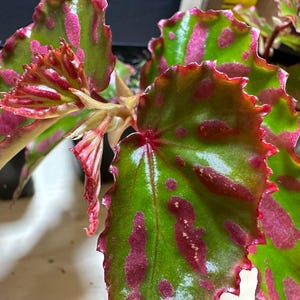 May include: A potted begonia plant featuring glossy, heart-shaped leaves with a vibrant green base and irregular, bright pink splotches. The leaves have serrated, ruffled edges and a distinct texture, with new growth emerging from the center stem.
