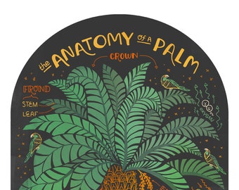 The Anatomy of a Palm