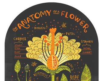 Lámina La anatomía de una flor