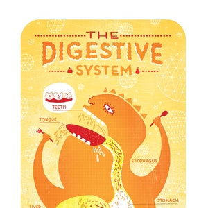 The Digestive System Poster