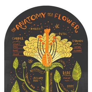 The Anatomy of a Flower art print