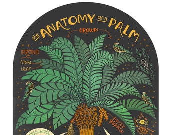 The Anatomy of a Palm