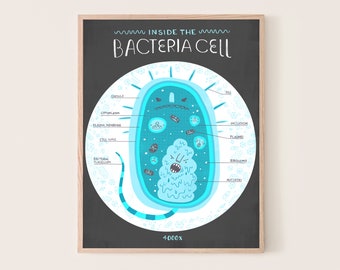 Inside The Bacteria Cell Anatomy Poster