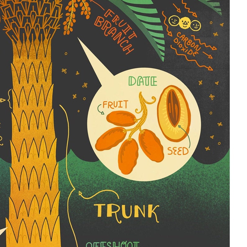 Die Anatomie einer Palme Etsy