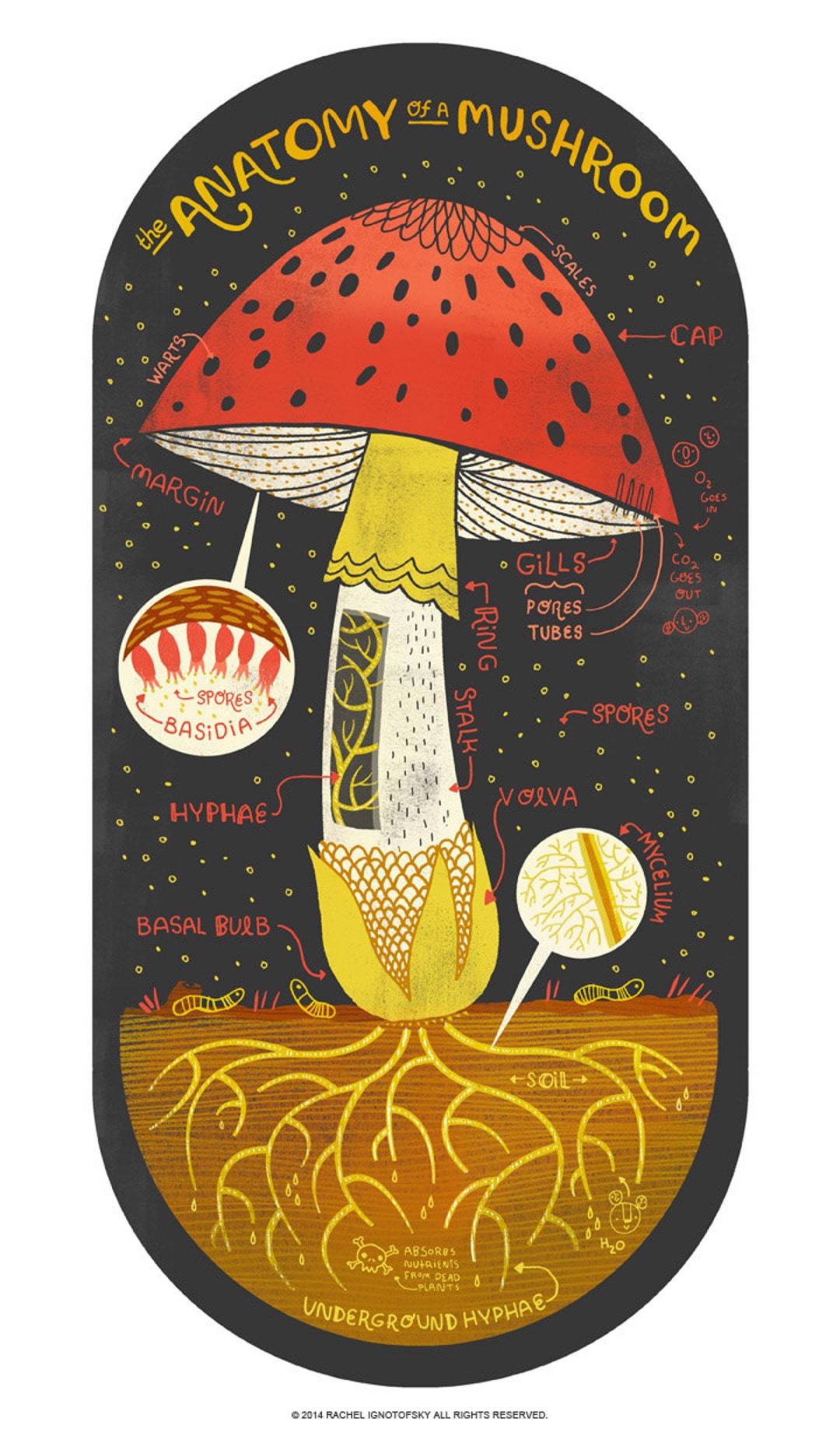 The Anatomy of a Mushroom Art Print 