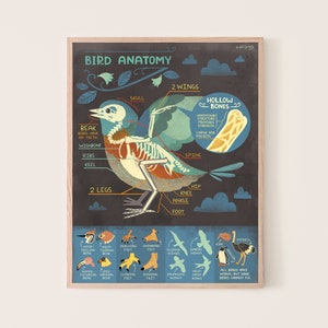 Bird Anatomy art Print: Bones image 1