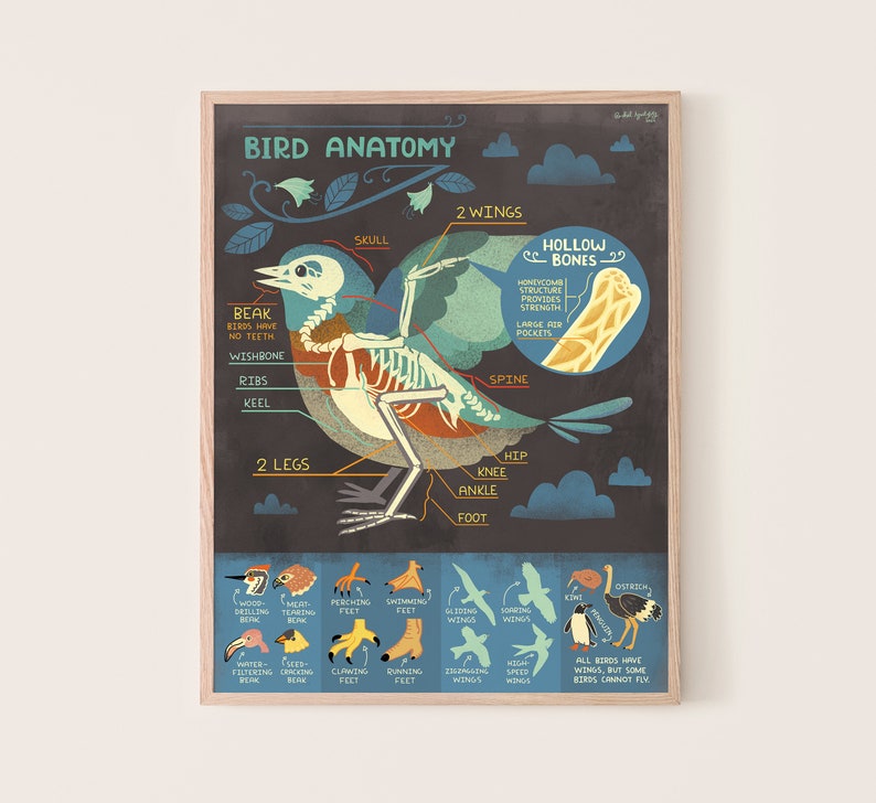 Impression d'art sur l'anatomie de l'oiseau : des os image 1