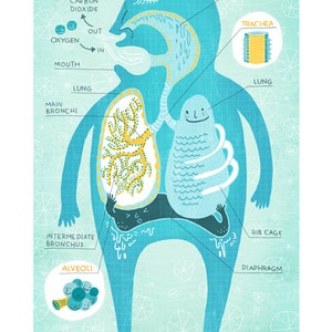 The Respiratory System Poster