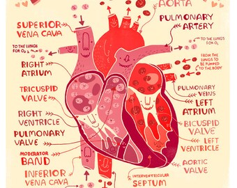 Lub Dub goes the Heart :anatomy poster