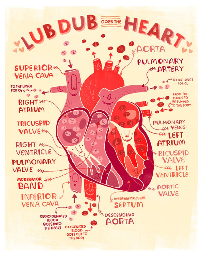 Lub Dub Goes the Heart anatomy Poster Etsy
