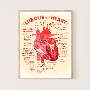 Puede incluir: Una ilustración colorida del corazón humano con etiquetas para cada parte, incluyendo la vena cava superior, la aurícula derecha, la válvula tricúspide, el ventrículo derecho, la válvula pulmonar, la banda moderadora, la vena cava inferior, la aorta, la arteria pulmonar, las venas pulmonares, la aurícula izquierda, la válvula bicúspide, el ventrículo izquierdo y la válvula aórtica. El texto "LUB DUB GOES THE HEART" está en la parte superior de la imagen.