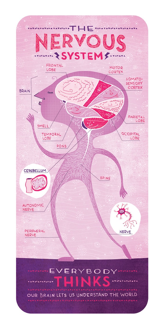 The Nervous System Poster | Etsy