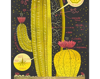 The Anatomy of a Cactus