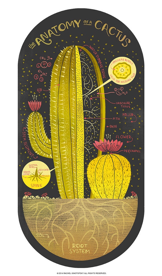 The Anatomy of a Cactus - Etsy