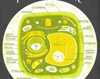Inside The Plant Cell Anatomy Poster