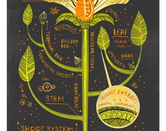 The Anatomy of a Flower art print