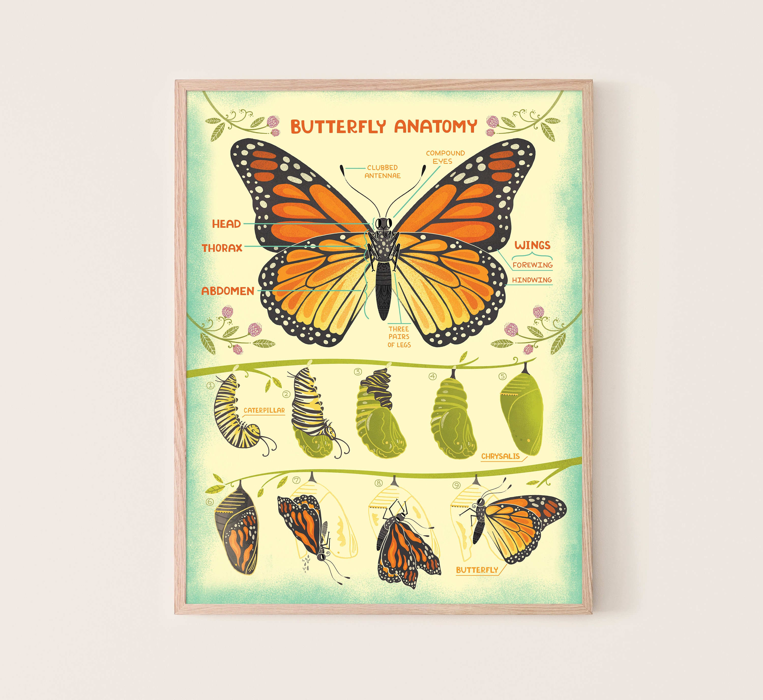 Butterfly Anatomy Art Print