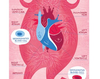 The Cardiovascular System Poster