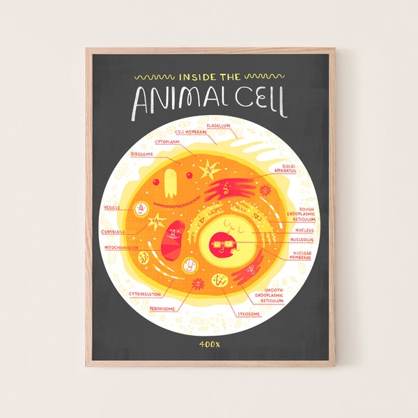 Inside The Animal Cell Anatomy Poster