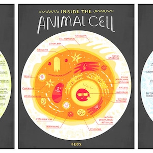 All Three Cell Anatomy Art Prints DEAL