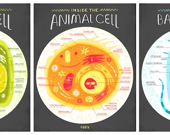 All Three Cell Anatomy Art Prints DEAL