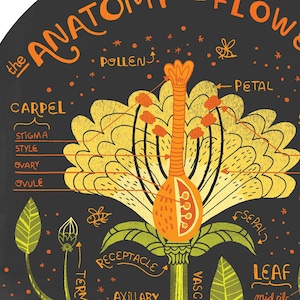 The Anatomy of a Flower art print image 3