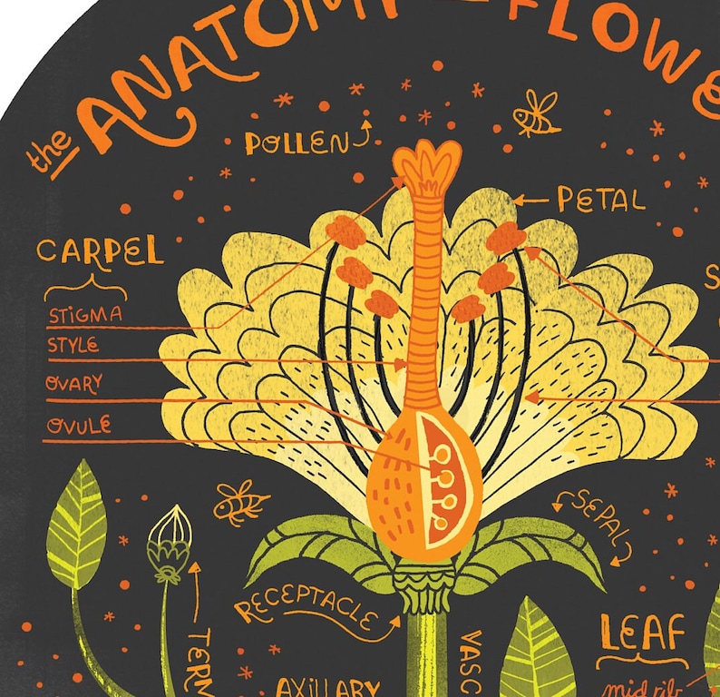 The Anatomy of a Flower art print image 3