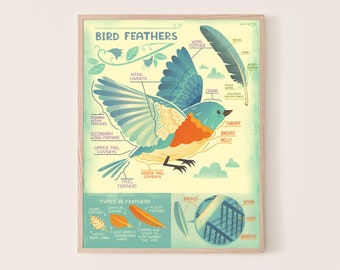 May include: A colorful illustration of a bird with labeled parts of its anatomy, including the wing feather, wing coverts, primary feathers, secondary wing feathers, upper tail coverts, crown, throat, breast, belly, and tail feathers. The illustration also shows a close-up of a feather with labeled parts, including the rachis, barb, hook, and barbules.