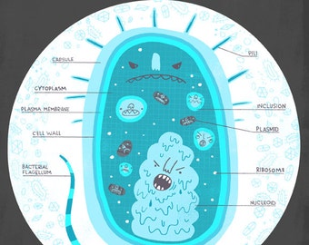 Inside The Bacteria Cell Anatomy Poster
