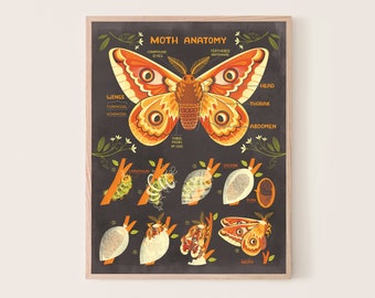 Moth Anatomy Art print