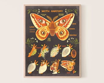 May include: A colorful illustration of a moth's anatomy, showing the wings, head, thorax, abdomen, compound eyes, feathered antennae, and three pairs of legs. The illustration also shows the moth's life cycle, including the caterpillar, cocoon, and pupa stages.