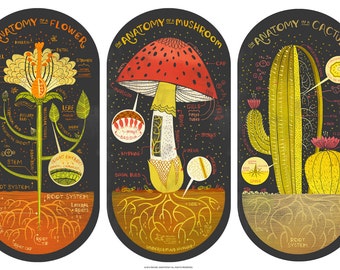 All three Plant Anatomy Art Prints DEAL